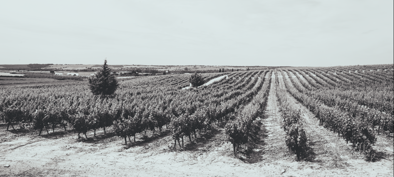 Finca Las Yeguas 